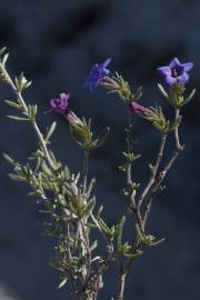 Fotografia da espécie Lithodora fruticosa