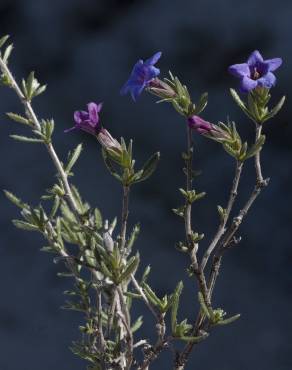 Fotografia 10 da espécie Lithodora fruticosa no Jardim Botânico UTAD