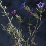 Fotografia 10 da espécie Lithodora fruticosa do Jardim Botânico UTAD