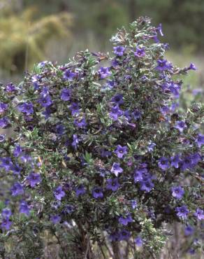 Fotografia 11 da espécie Lithodora fruticosa no Jardim Botânico UTAD