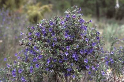 Fotografia da espécie Lithodora fruticosa