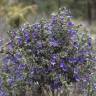 Fotografia 11 da espécie Lithodora fruticosa do Jardim Botânico UTAD