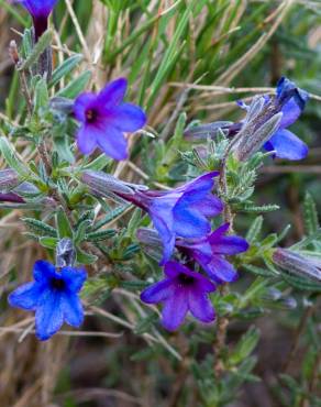 Fotografia 12 da espécie Lithodora fruticosa no Jardim Botânico UTAD