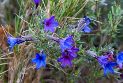 Fotografia da espécie Lithodora fruticosa