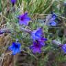 Fotografia 12 da espécie Lithodora fruticosa do Jardim Botânico UTAD