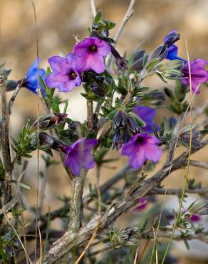 Fotografia 13 da espécie Lithodora fruticosa no Jardim Botânico UTAD