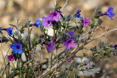 Fotografia da espécie Lithodora fruticosa