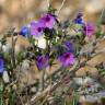 Fotografia 13 da espécie Lithodora fruticosa do Jardim Botânico UTAD