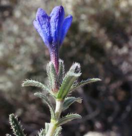 Fotografia da espécie Lithodora fruticosa