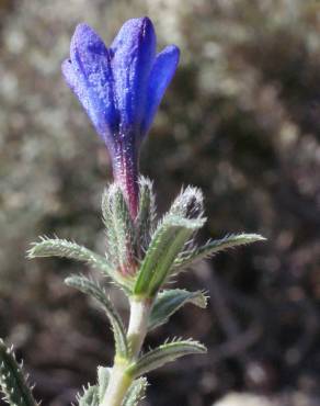 Fotografia 14 da espécie Lithodora fruticosa no Jardim Botânico UTAD