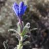 Fotografia 14 da espécie Lithodora fruticosa do Jardim Botânico UTAD