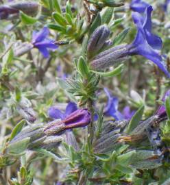 Fotografia da espécie Lithodora fruticosa