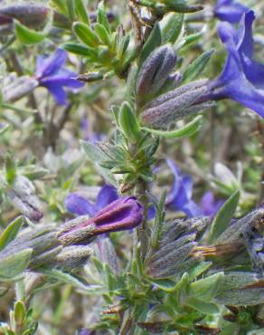 Fotografia 15 da espécie Lithodora fruticosa no Jardim Botânico UTAD