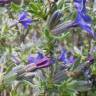 Fotografia 15 da espécie Lithodora fruticosa do Jardim Botânico UTAD