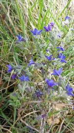 Fotografia da espécie Lithodora fruticosa