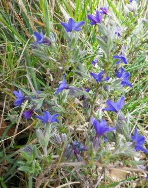 Fotografia 16 da espécie Lithodora fruticosa no Jardim Botânico UTAD