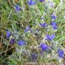 Fotografia 16 da espécie Lithodora fruticosa do Jardim Botânico UTAD