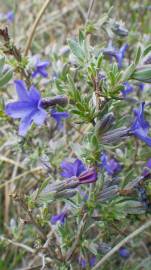 Fotografia da espécie Lithodora fruticosa