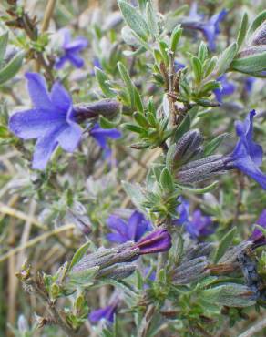 Fotografia 17 da espécie Lithodora fruticosa no Jardim Botânico UTAD