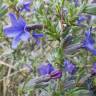 Fotografia 17 da espécie Lithodora fruticosa do Jardim Botânico UTAD