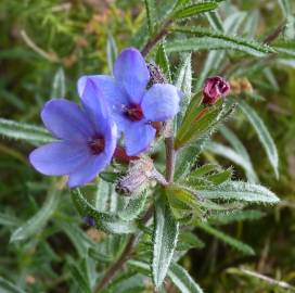 Fotografia da espécie Lithodora fruticosa