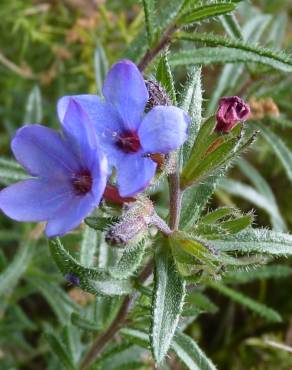 Fotografia 18 da espécie Lithodora fruticosa no Jardim Botânico UTAD