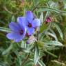 Fotografia 18 da espécie Lithodora fruticosa do Jardim Botânico UTAD