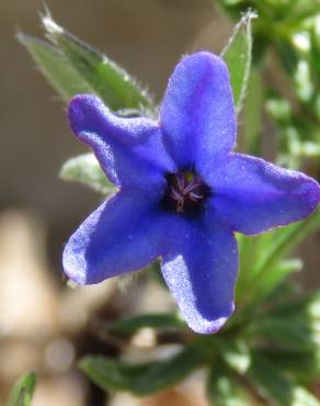 Fotografia 19 da espécie Lithodora fruticosa no Jardim Botânico UTAD