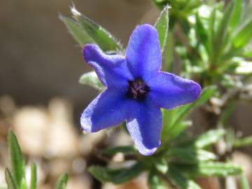 Fotografia da espécie Lithodora fruticosa