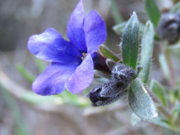 Fotografia da espécie Lithodora fruticosa