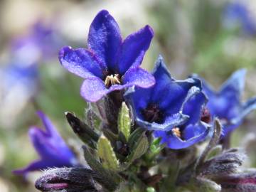 Fotografia da espécie Lithodora fruticosa