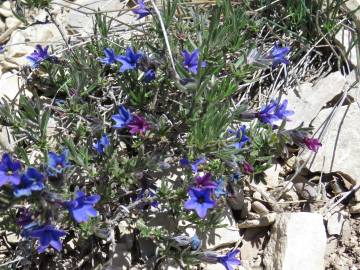 Fotografia da espécie Lithodora fruticosa