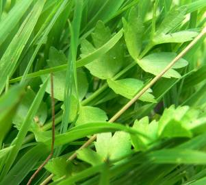 Fotografia da espécie Apium repens