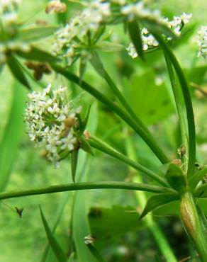 Fotografia 8 da espécie Apium repens no Jardim Botânico UTAD