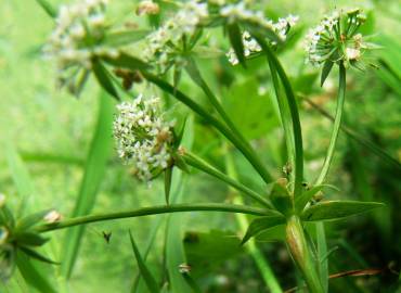 Fotografia da espécie Apium repens