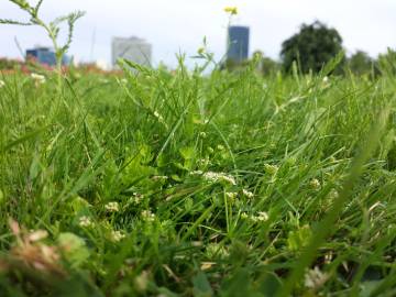 Fotografia da espécie Apium repens