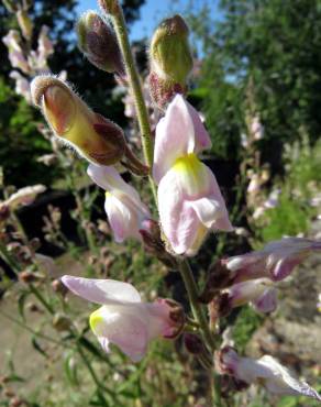 Fotografia 6 da espécie Antirrhinum graniticum no Jardim Botânico UTAD