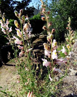 Fotografia 9 da espécie Antirrhinum graniticum no Jardim Botânico UTAD