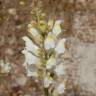 Fotografia 10 da espécie Antirrhinum graniticum do Jardim Botânico UTAD