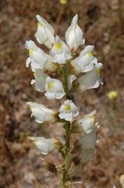 Fotografia da espécie Antirrhinum graniticum