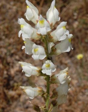 Fotografia 11 da espécie Antirrhinum graniticum no Jardim Botânico UTAD