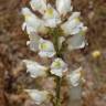 Fotografia 11 da espécie Antirrhinum graniticum do Jardim Botânico UTAD