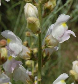 Fotografia da espécie Antirrhinum graniticum