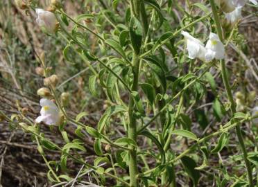 Fotografia da espécie Antirrhinum graniticum