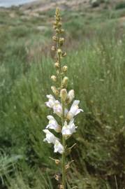 Fotografia da espécie Antirrhinum graniticum