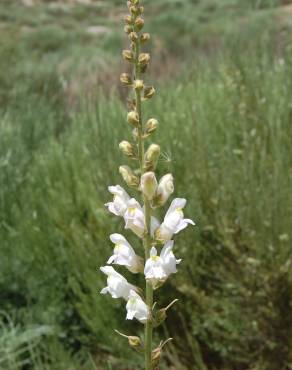 Fotografia 14 da espécie Antirrhinum graniticum no Jardim Botânico UTAD