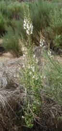 Fotografia da espécie Antirrhinum graniticum