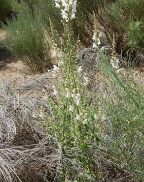 Fotografia 15 da espécie Antirrhinum graniticum no Jardim Botânico UTAD