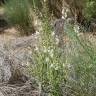 Fotografia 15 da espécie Antirrhinum graniticum do Jardim Botânico UTAD