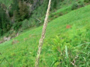 Fotografia da espécie Calamagrostis arundinacea